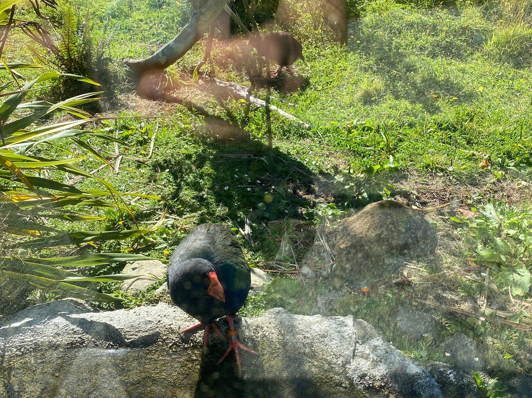 Te Anau Bird Sanctuary-蒂阿瑙必去景点