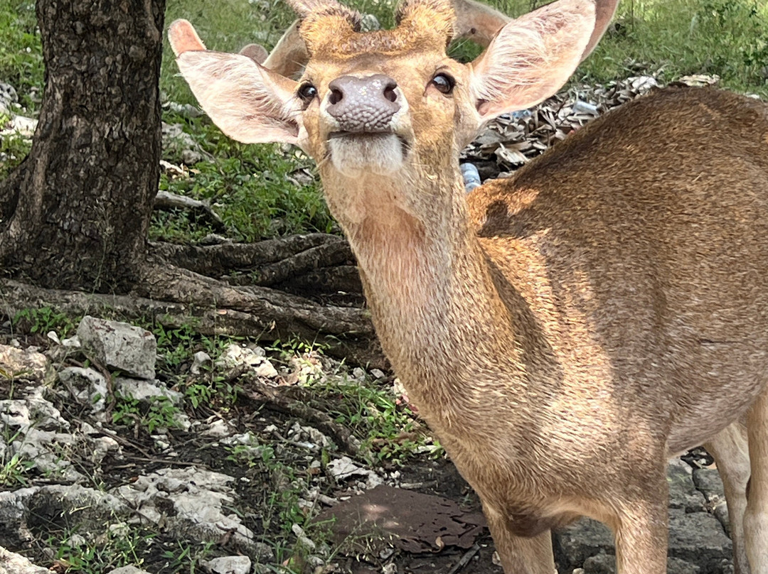 Menjangan Tour Snorkeling & Diving-Pejarakan必去景点