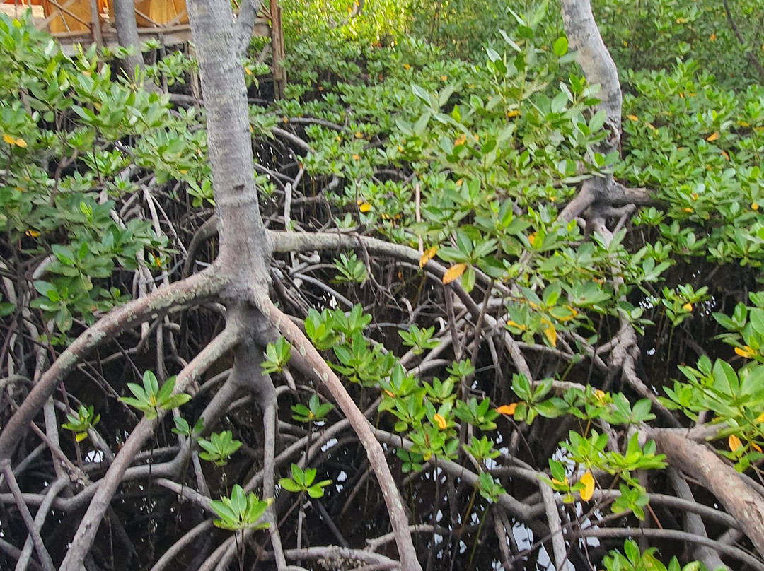 Scopri il Kenya con Nicholas-瓦塔木必去景点