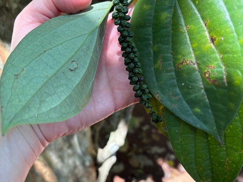 Sirilak Spice & Herbal Garden-Matale必去景点