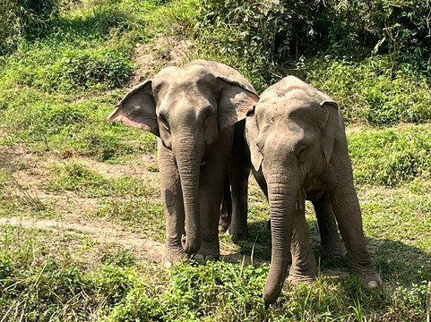 Mekong Elephant Park-北宾必去景点