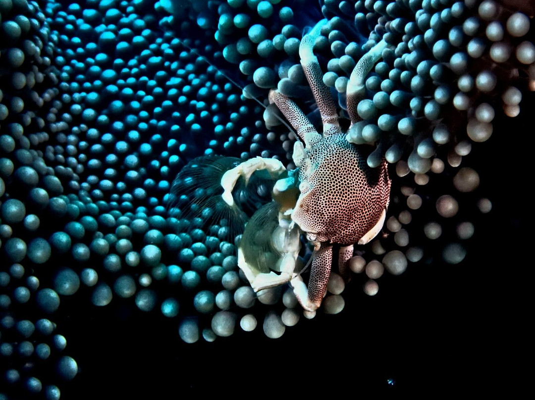 Blue Bay Divers Diving Centre-蓝湾必去景点
