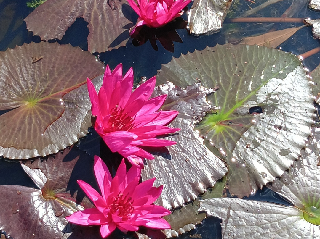 Sri Lankan Safest Driver-Padukka必去景点