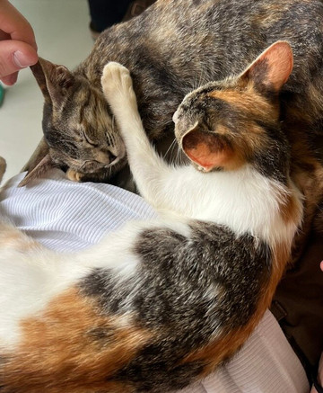 Moalboal Animal Welfare-莫阿尔博阿尔必去景点