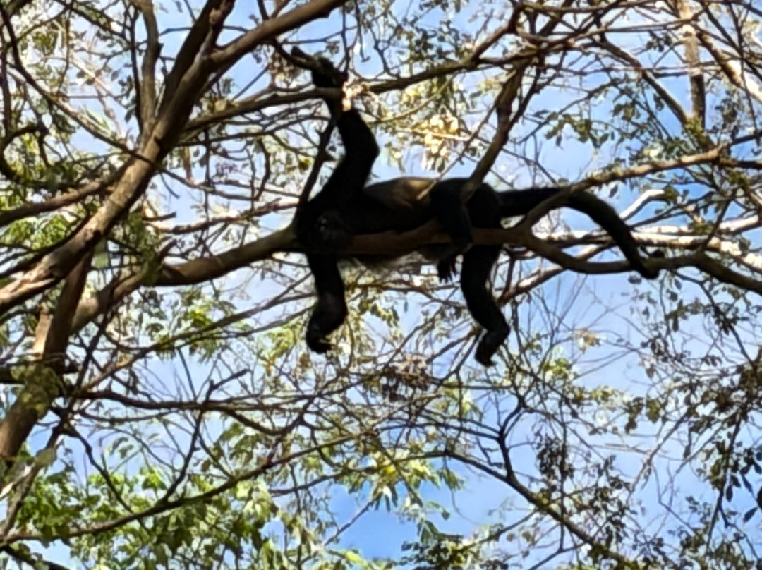 The Monkey Farm-Playa Ocotal必去景点