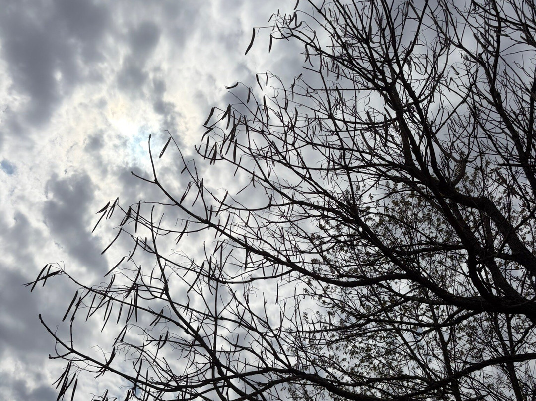 Tall Pines State Preserve-Sewell必去景点