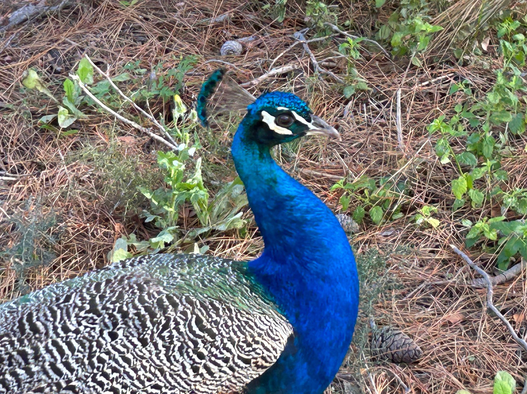 Kallithea Cats-Kallithea必去景点