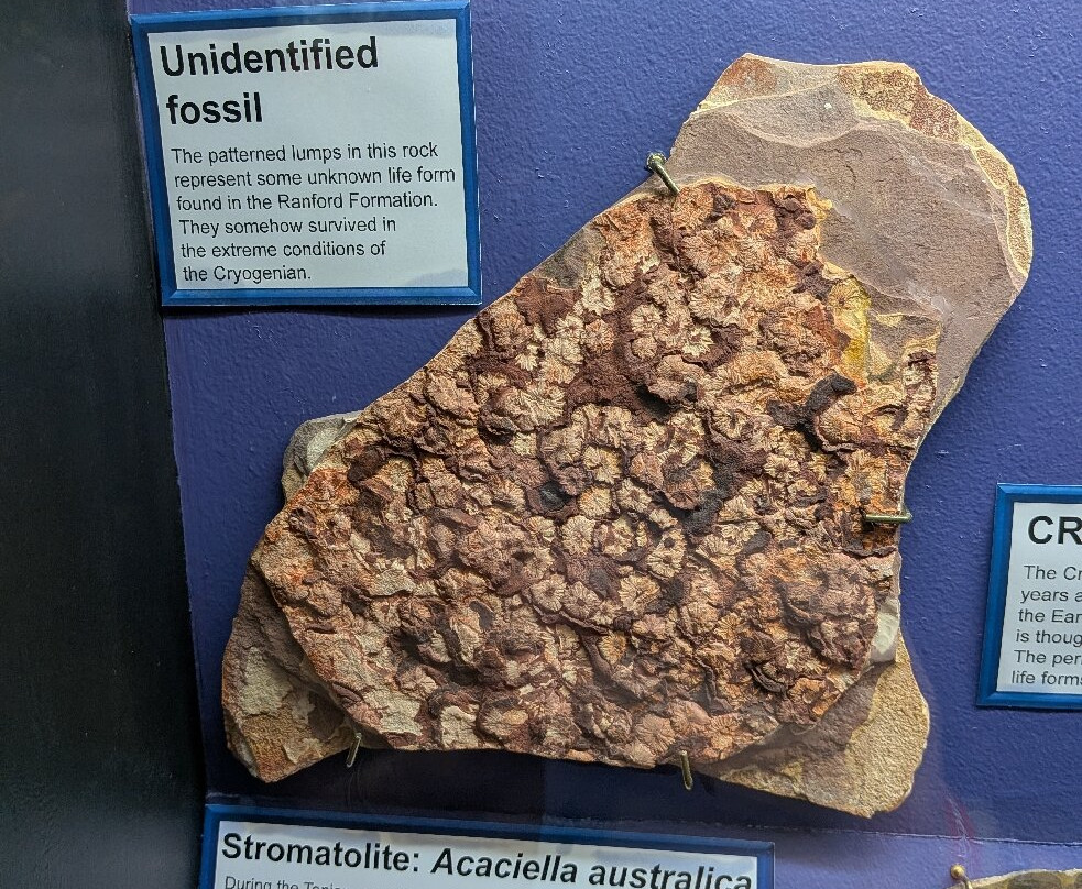 The National Dinosaur Museum-尼克斯必去景点