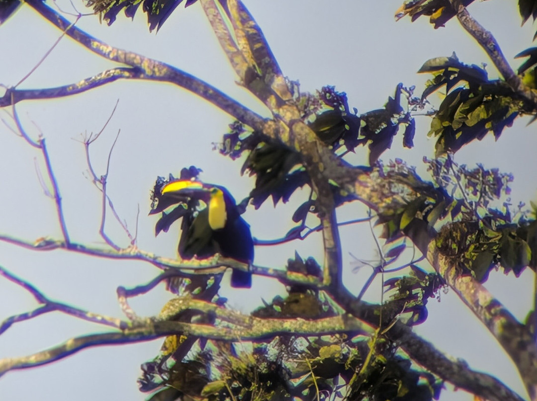 Bijagua Rainforest - Tours-Bijagua de Upala必去景点