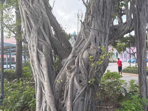 Adventures Caribbean-拿骚必去景点