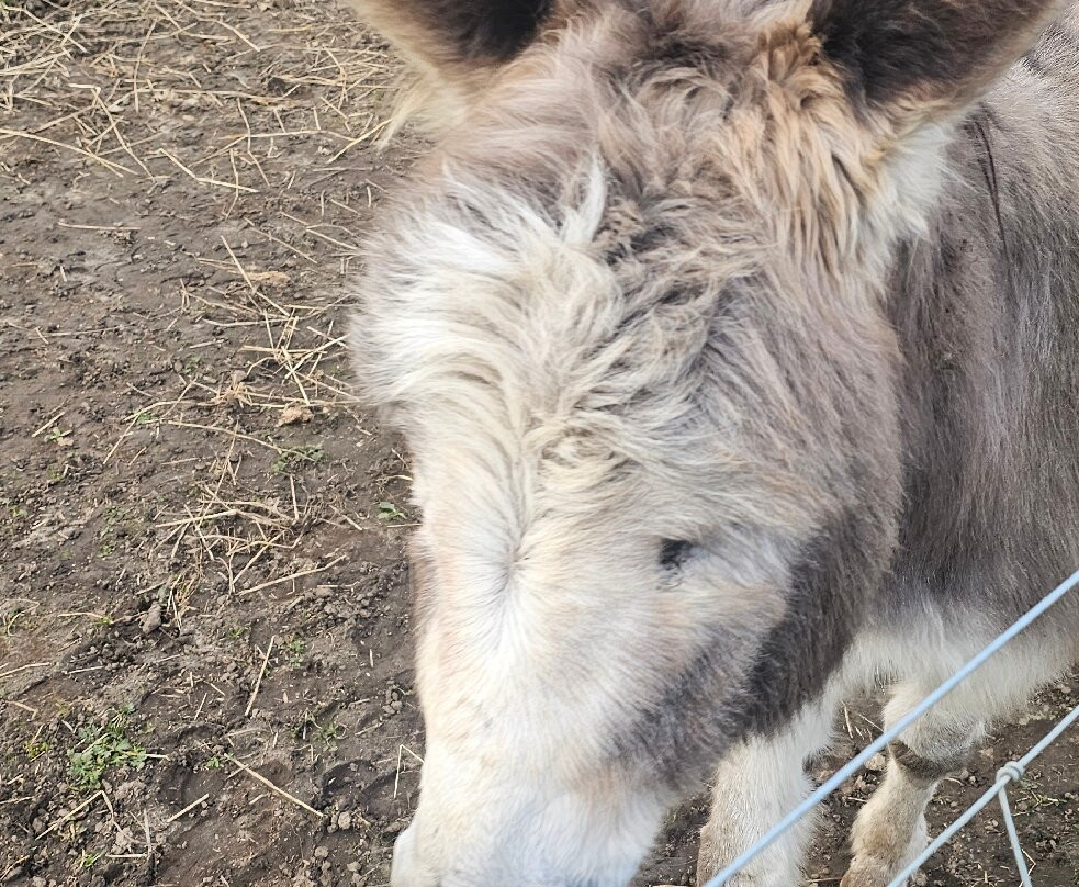 Hillview Animal Park-Alloa必去景点