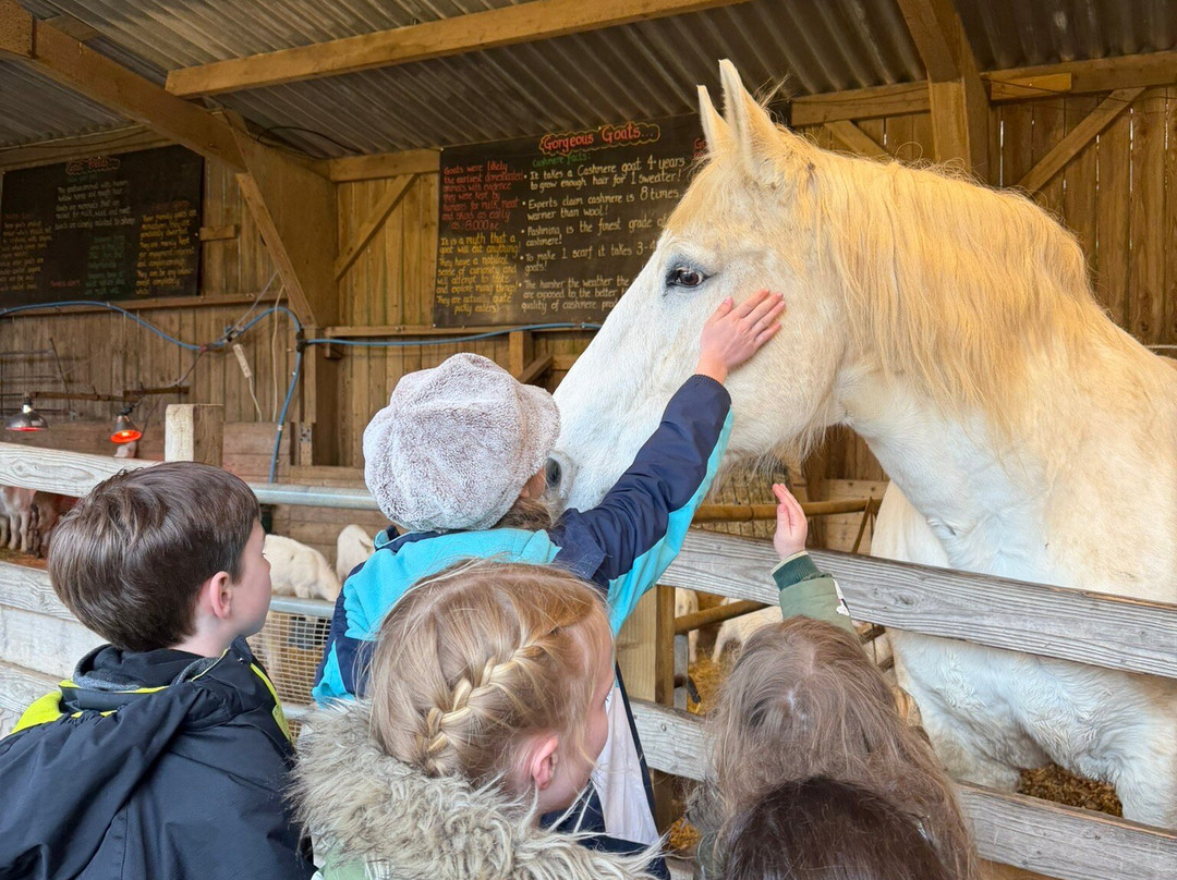 Pennywell Farm-Buckfastleigh必去景点