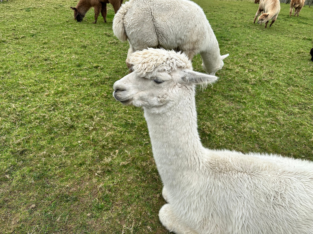Bardsea Alpacas And Llamas-Bardsea必去景点
