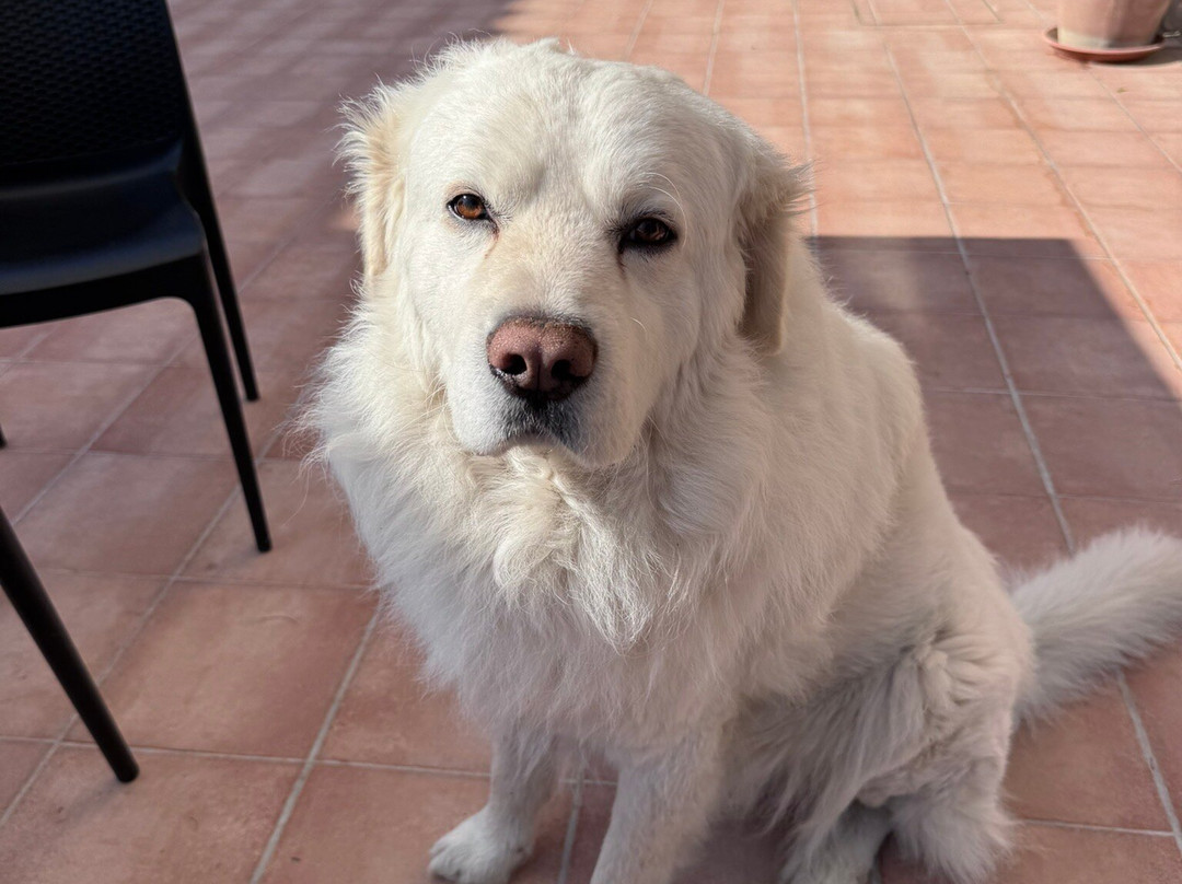 拉卡佩拉别墅主图