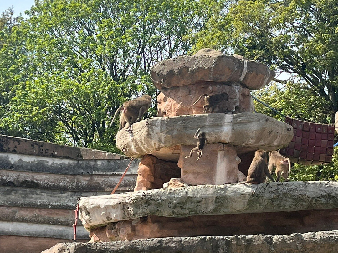 Paignton Zoo Environmental Park-佩恩顿必去景点