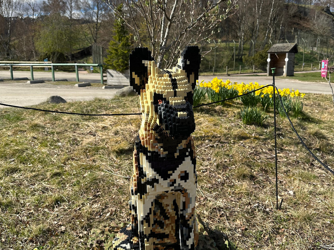 Highland Wildlife Park-Kincraig必去景点
