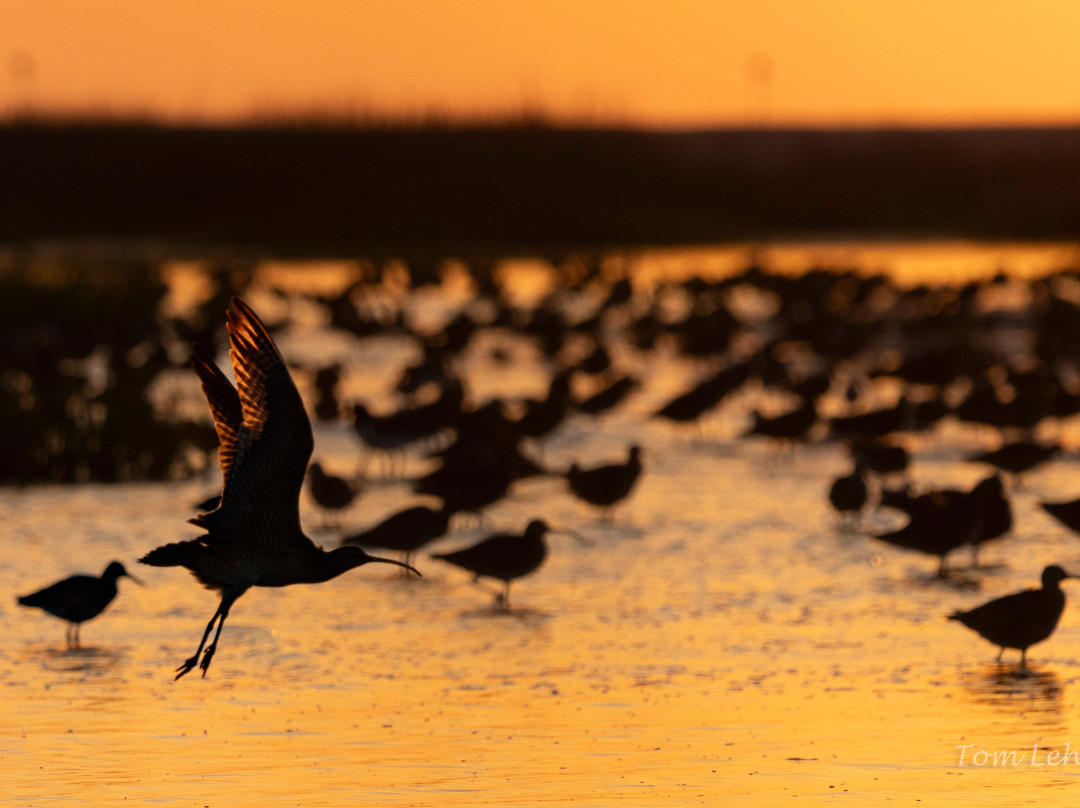 Lowcountry Photo Safaris-博福特必去景点