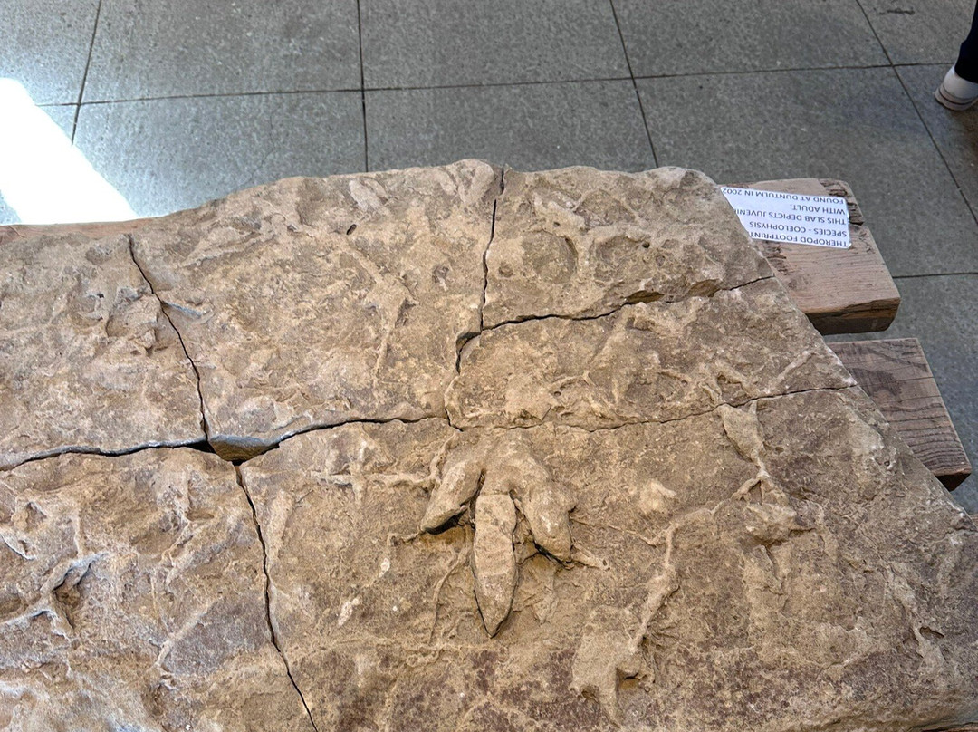 Staffin Fossil Museum-Staffin必去景点
