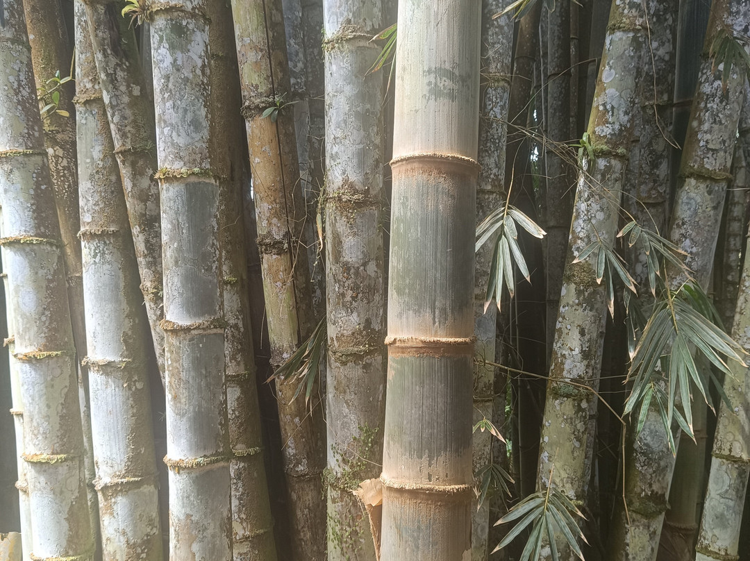 Jardin de Balata-法兰西堡必去景点