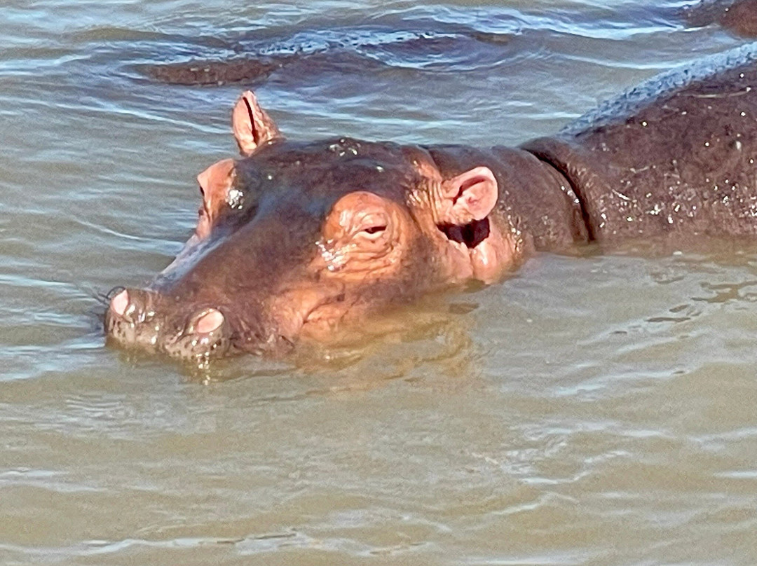 Shoreline Hippo and Croc Cruises-圣露西亚必去景点