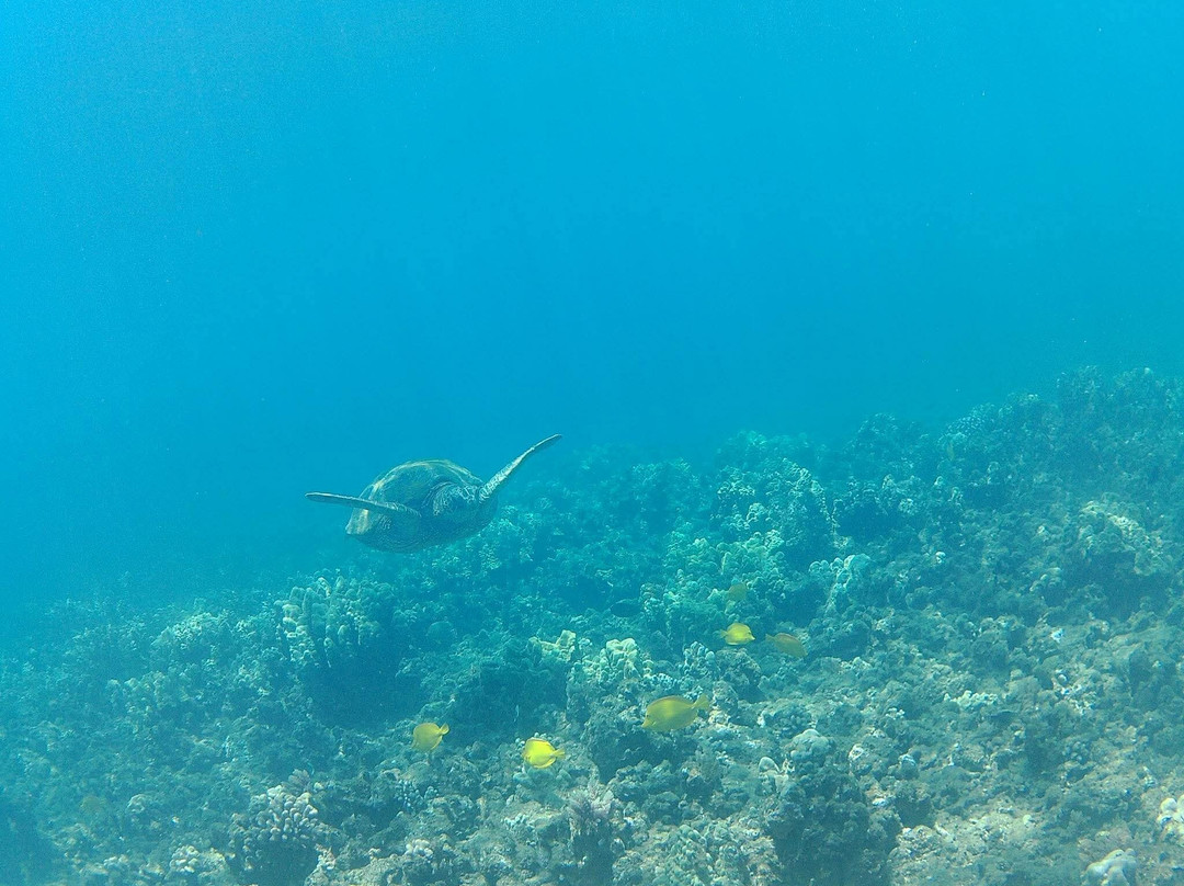 Shoreline Snuba-普卡兰尼必去景点