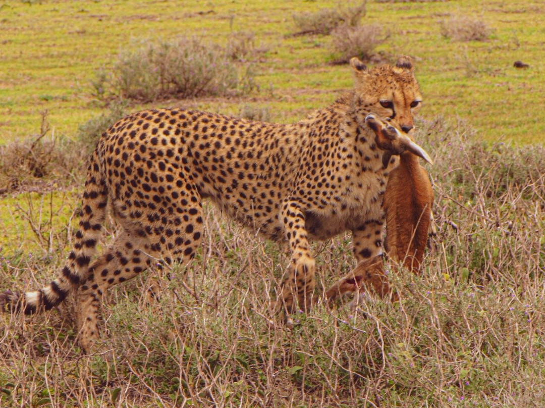 Regal African Safaris-Usa River必去景点