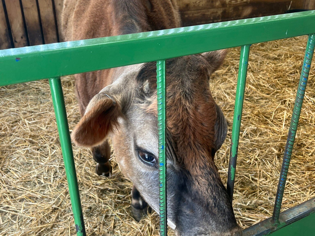 Beetle Bank Open Farm-约克必去景点