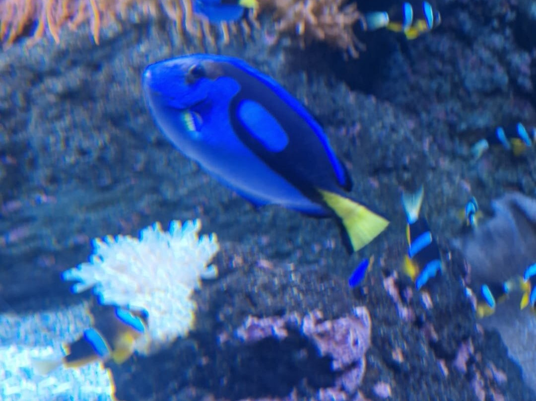 Lanzarote Aquarium-科斯塔特吉塞必去景点