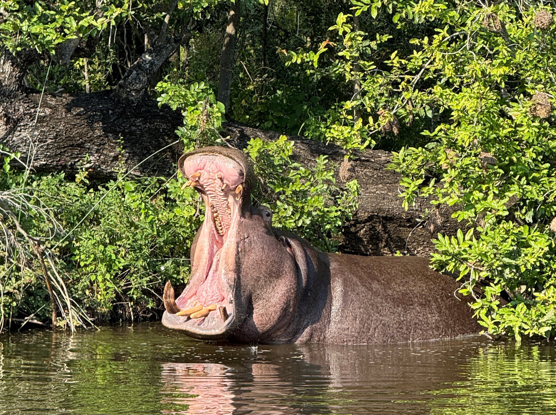 Kruger National Park Safari Specialists - Tours & Safaris-白河必去景点