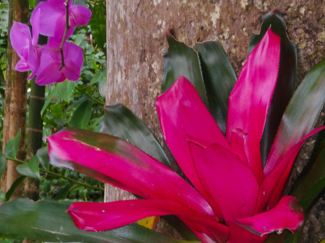 Flower Forest-Saint Thomas Parish必去景点