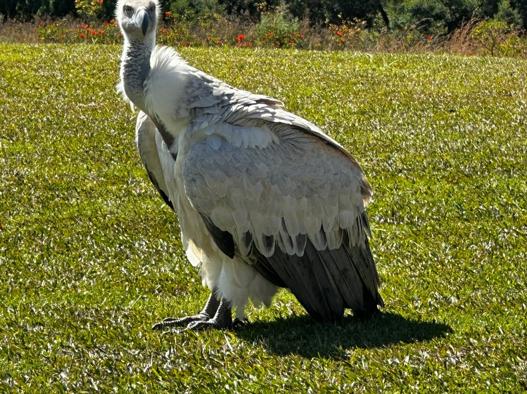 Falcon Ridge Bird of Prey Centre-温特顿必去景点
