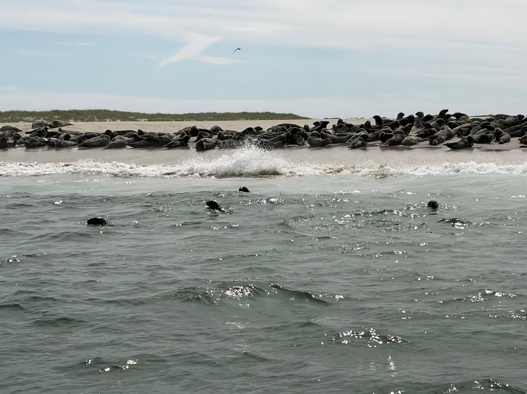Monomoy Island Excursions-Harwich Port必去景点