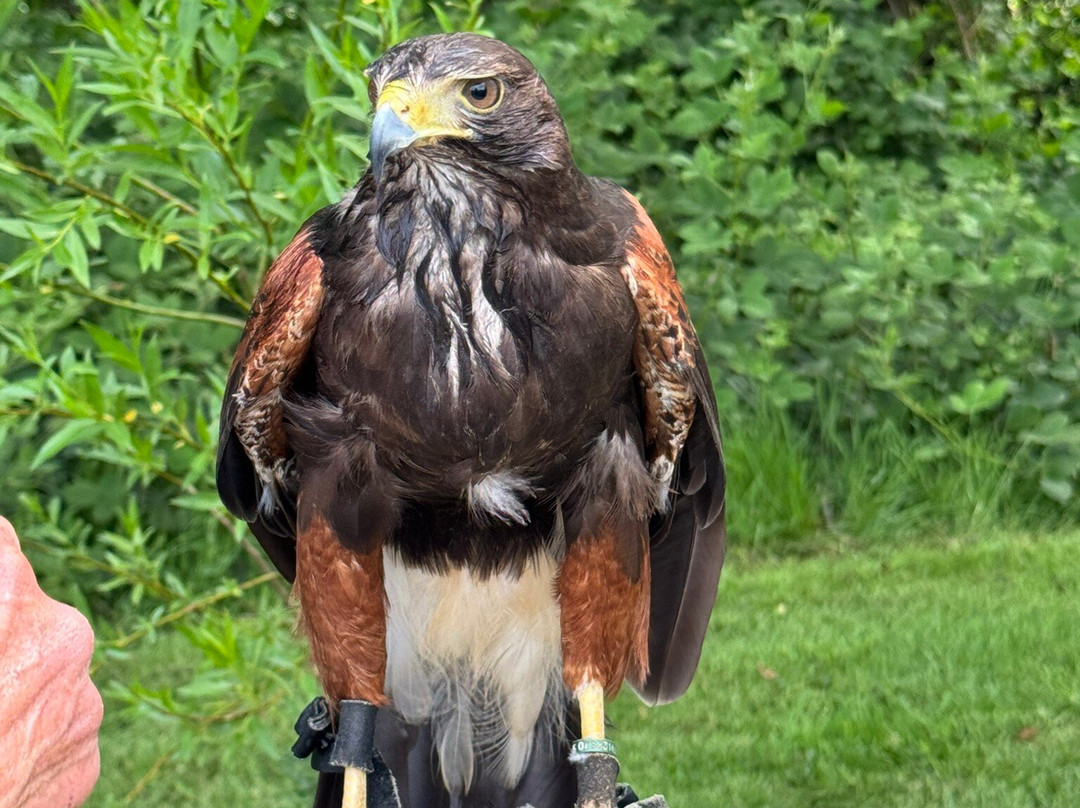 North Devon Hawk Walks-South Molton必去景点