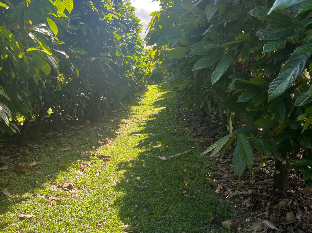 Charley's Chocolate Factory-Mission Beach必去景点