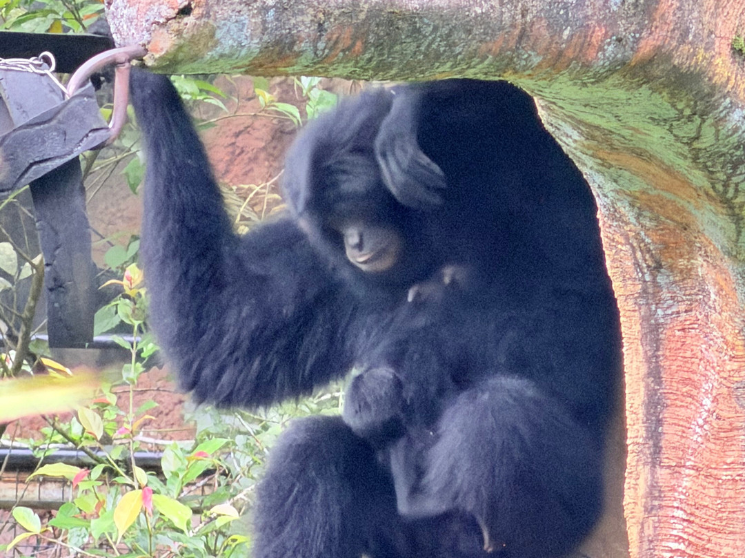 Taman Safari Indonesia Bogor-Cisarua必去景点