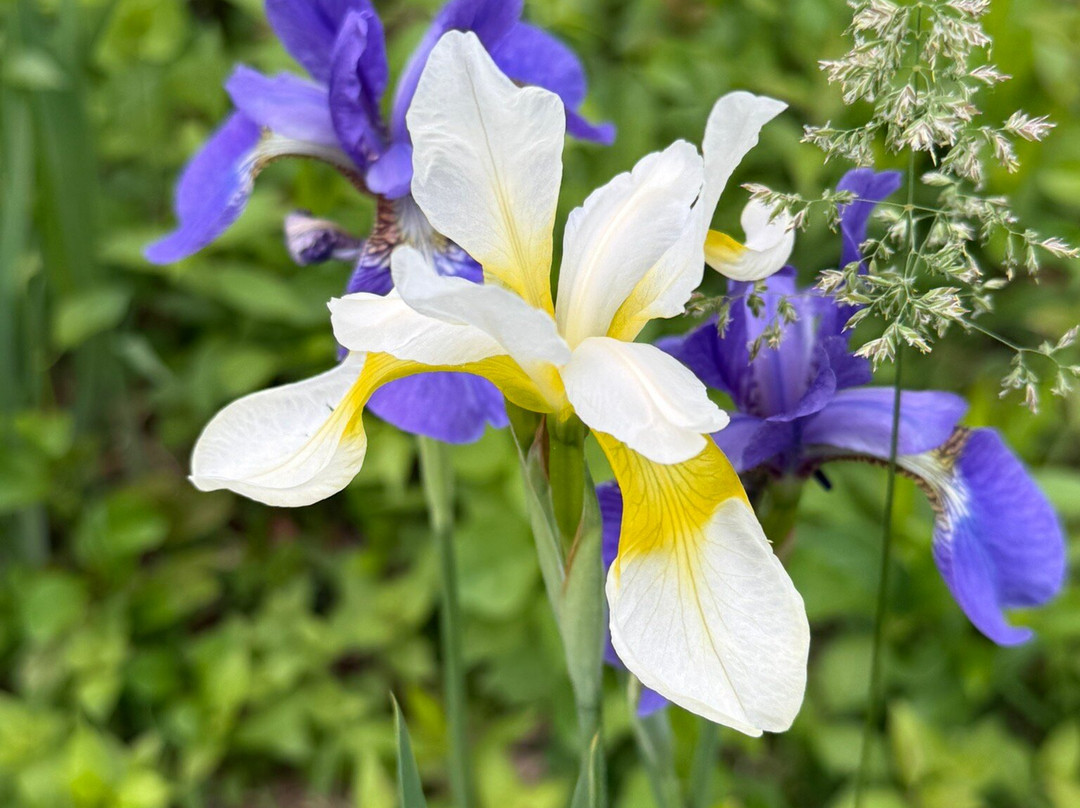 Polly Hill Arboretum-West Tisbury必去景点