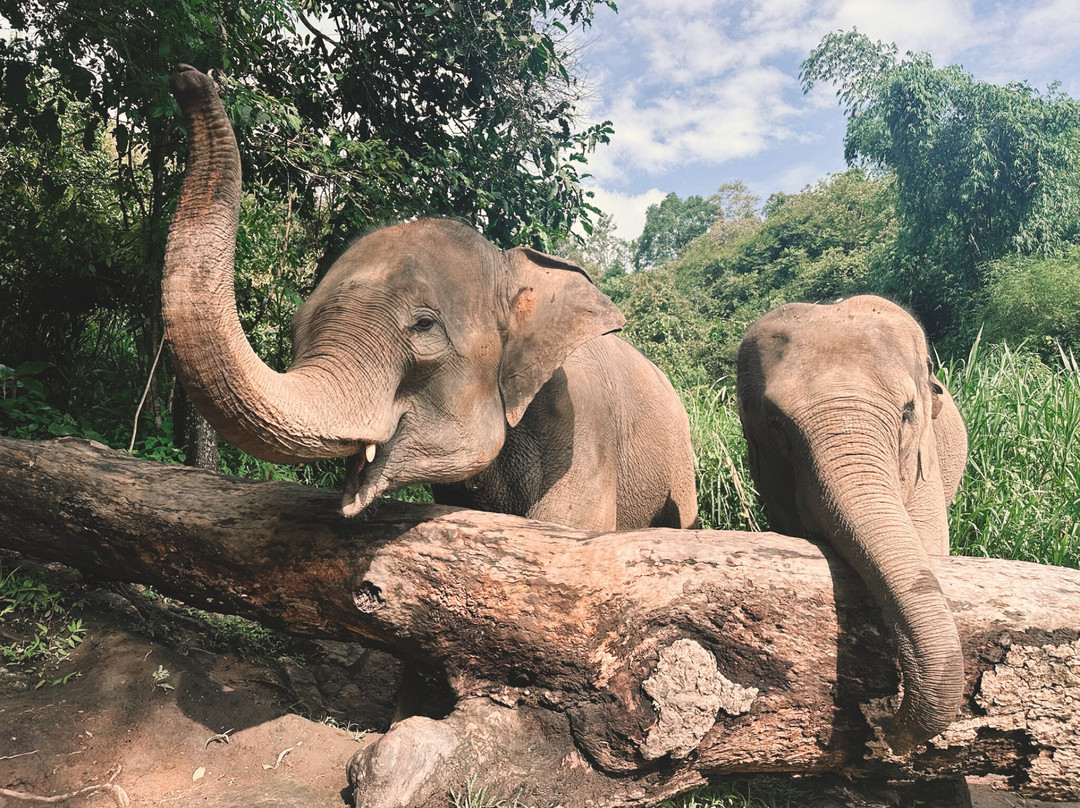 Chiangmai Elephant Sanctuary-清迈必去景点