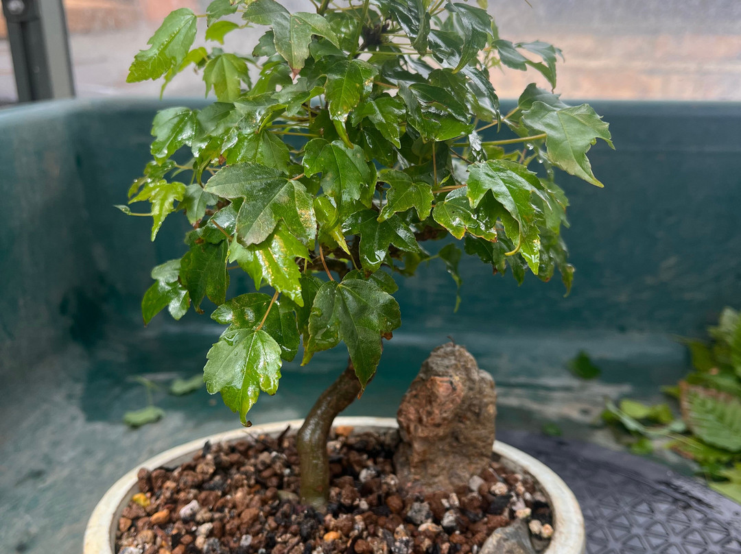 David Cheshire Nurseries
