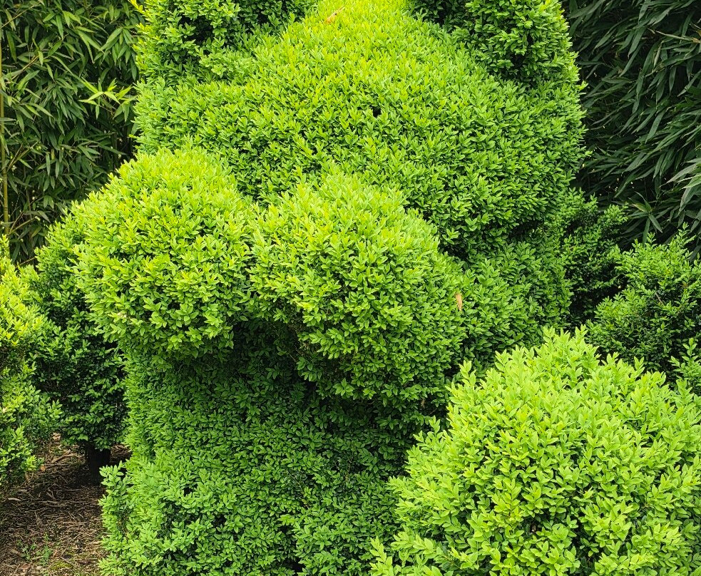 Topiary Park-德贝必去景点