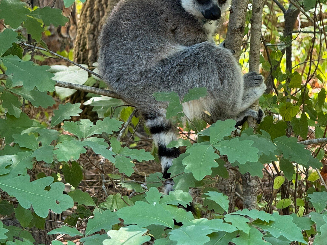 Duke Lemur Center-达勒姆必去景点