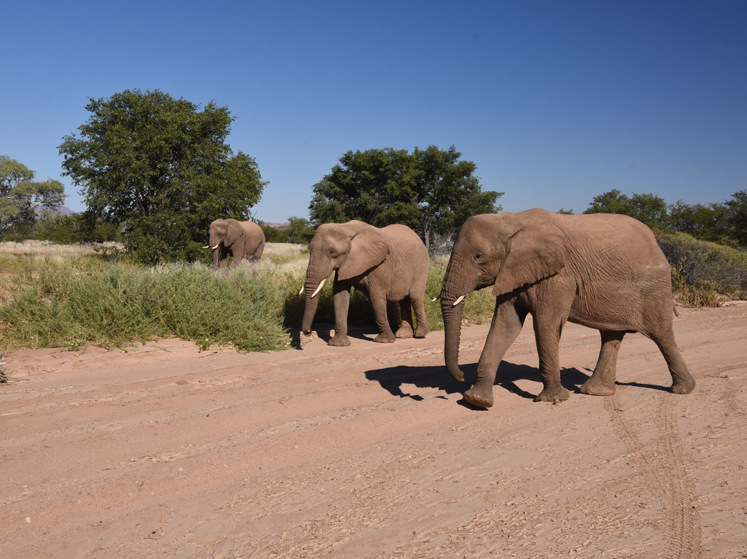 Twyfelfontein Elephant Drives-Palmwag必去景点