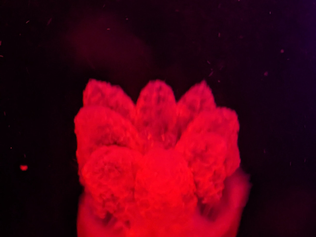 Ubatuba Aquarium-乌巴图巴必去景点