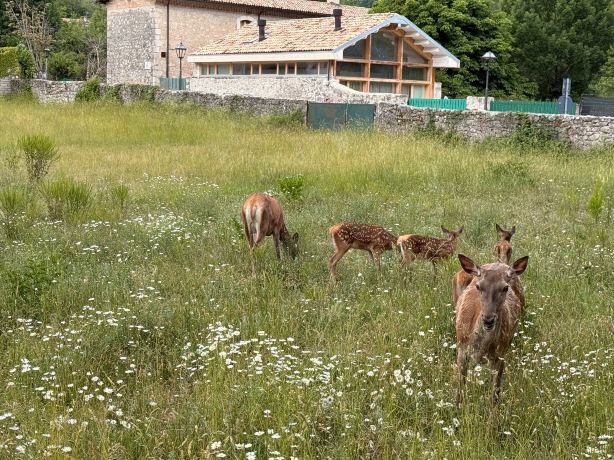 Bed and Breakfast Airone-旅行者