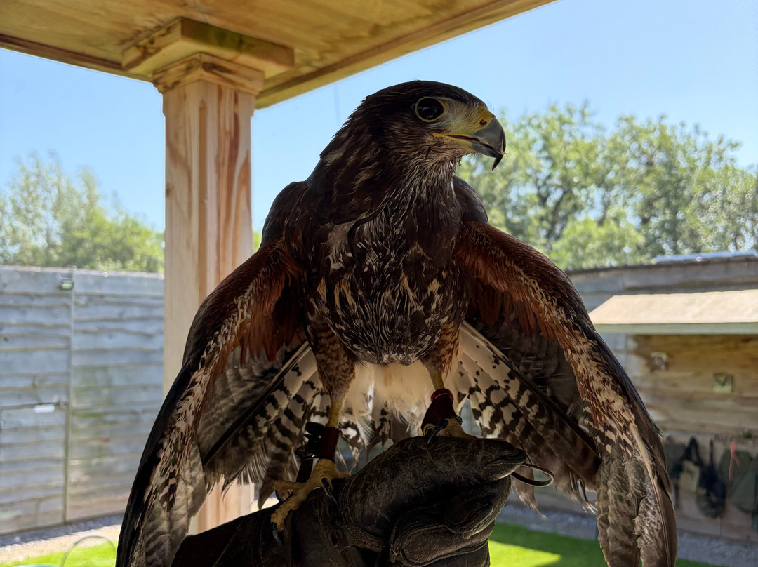 Pitcombe Rock Falconry-Bruton必去景点
