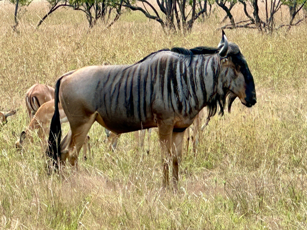 NICE ADVENTURE SAFARI-Dar es Salaam必去景点