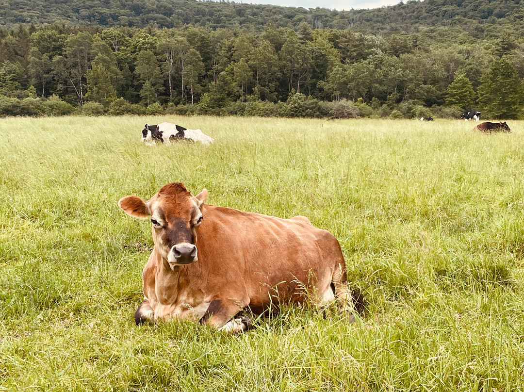 Farm Sanctuary主图
