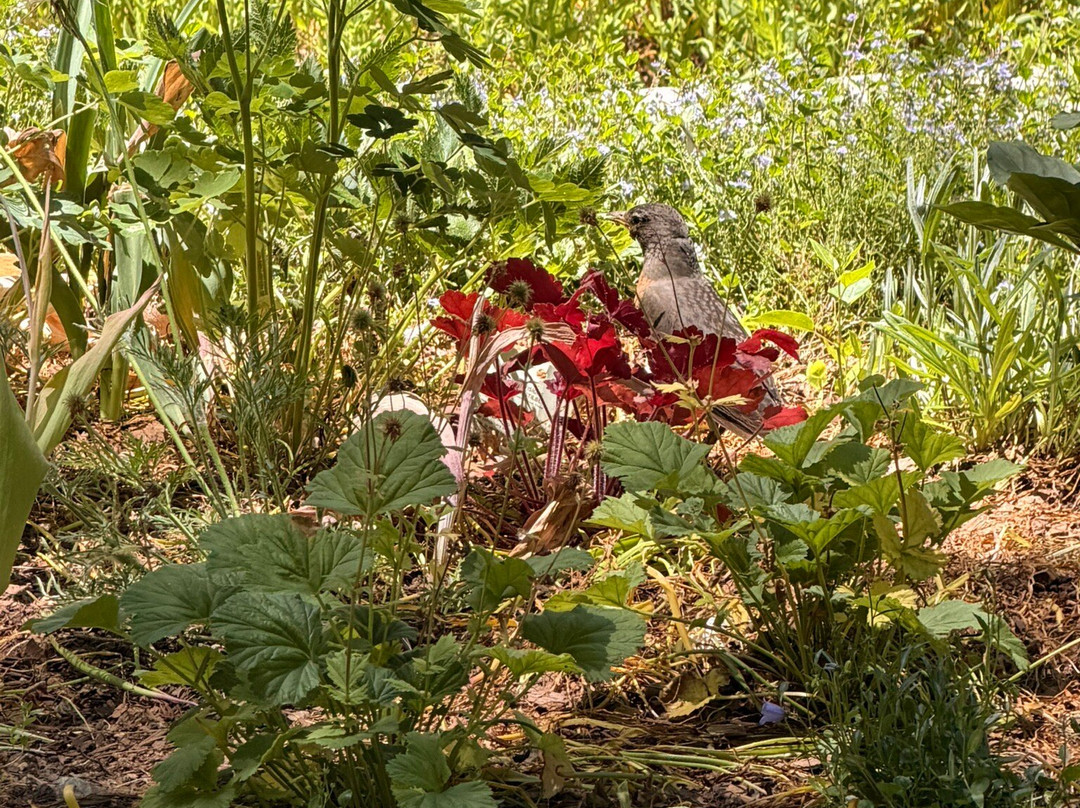 Yampa River Botanic Park-斯廷博特斯普林斯必去景点
