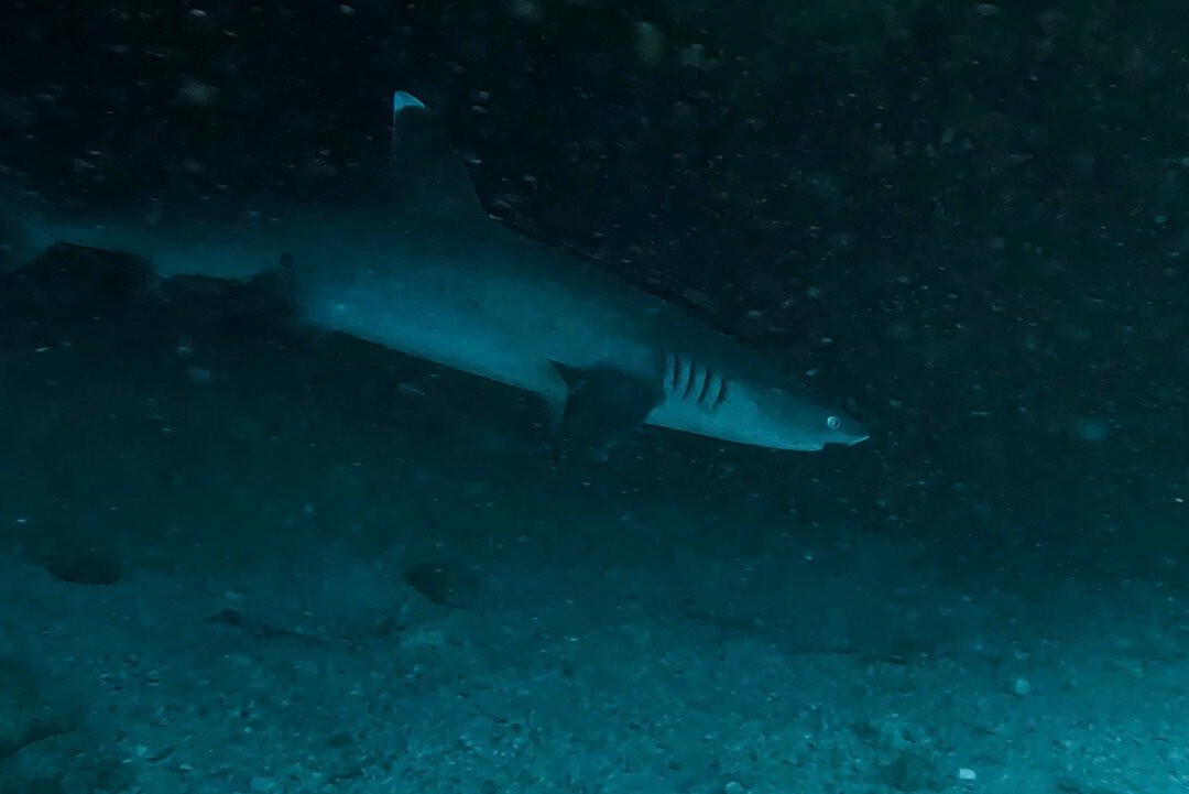 Wild Scuba Indonesia-Gili Asahan必去景点
