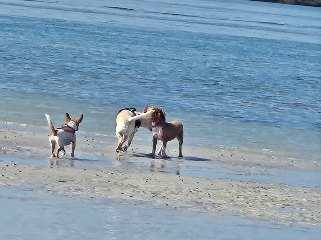 Dog Beach Park-博尼塔斯普林斯必去景点
