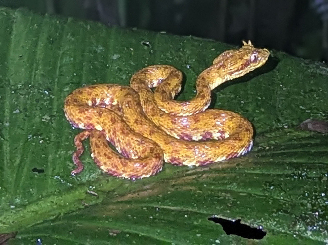 Jungle Life Costa Rica-Bijagua de Upala必去景点